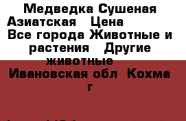 Медведка Сушеная Азиатская › Цена ­ 1 400 - Все города Животные и растения » Другие животные   . Ивановская обл.,Кохма г.